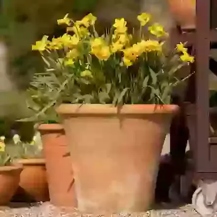 Spring & Summer Potted Bulbs